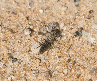 4. Stichopogon deserti (Theodor, 1980) - female