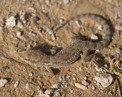 4. Baluch Ground Gecko - Bunopus tuberculatus