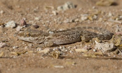 4. Baluch Ground Gecko - Bunopus tuberculatus