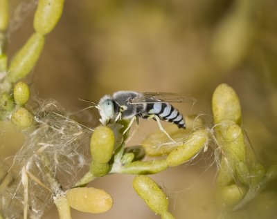 7. Bembix hauseri (Schmid-Egger, 2011)