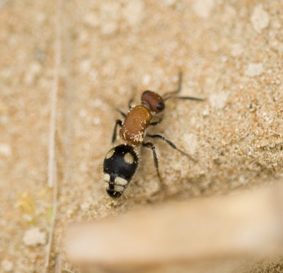 Trogaspidia sp., female