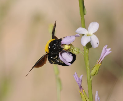 3. Xylocopa pubescens (Spinola, 1838) - female