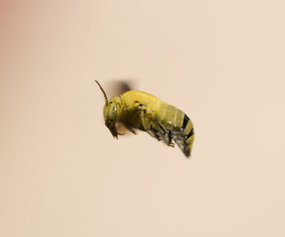 3. Xylocopa pubescens (Spinola, 1838) - male