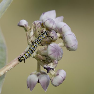 1. Danaus chrysippus (Linnaeus, 1758) -  Plain Tiger (larva)