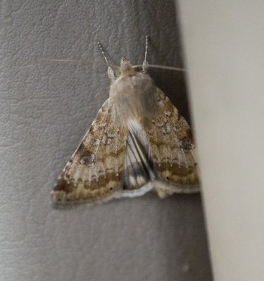 2. Heliothis nubigera (Herrich-Schaffer, 1851) – Eastern Bordered Straw