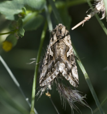 3. Cornutiplusia circumflexa (Linnaeus, 1767) - Essex Y