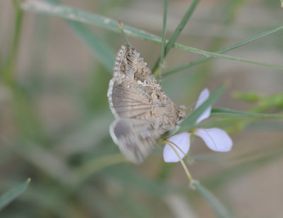 4. Ctenoplusia limbirena (Guenée, 1852) - Scar Bank Gem