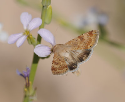 2. Heliothis nubigera (Herrich-Schaffer, 1851)  Eastern Bordered Straw