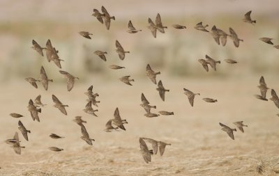 3. Pale Rockfinch - Carpospiza brachydactyla