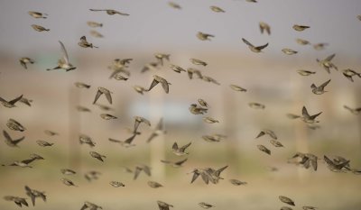 3. Pale Rockfinch - Carpospiza brachydactyla