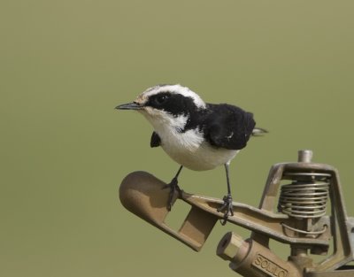 24. Pied Wheatear - Oenanthe pleschanka (white-throated 'vittata' form)