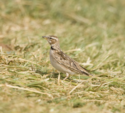 6. Bimaculated Lark - Melanocorypha bimaculata