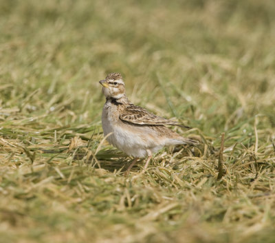 6. Bimaculated Lark - Melanocorypha bimaculata