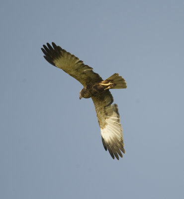 7. Western Marsh Harrier - Circus aeruginosus