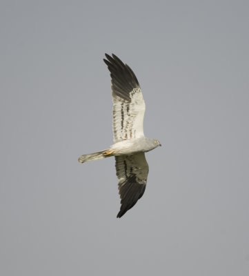 10. Montagu's Harrier - Circus pygargus (adult male)