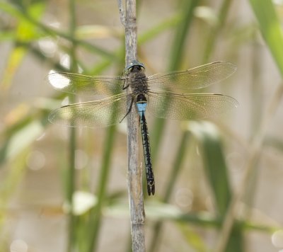  1. Anax parthenope (Selys 1839) - Lesser Emperor