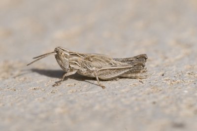 probable Stenohippus mundus, nymph