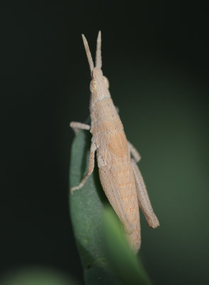 1. Pyrgomorpha conica tereticornis (Brull, 1840)