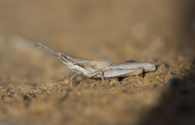 Pyrgomorpha sp. nymph