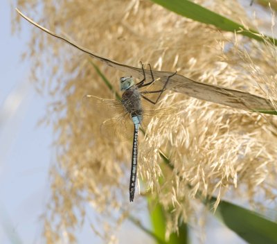  1. Anax parthenope (Selys 1839) - Lesser Emperor