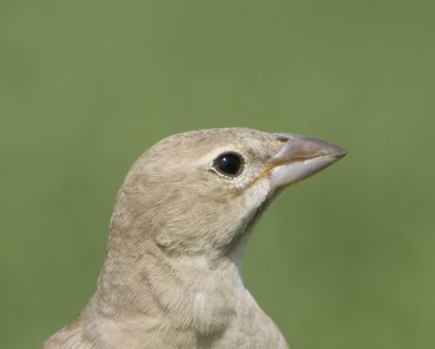 3. Pale Rockfinch - Carpospiza brachydactyla