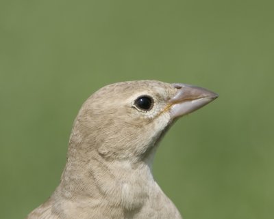 g4/98/981498/3/142397516.tC7njbpE.jpg