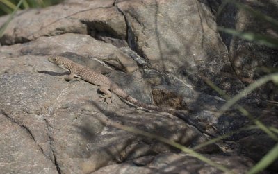 4. Jayakars Oman Lizard - Omanosaura jayakari
