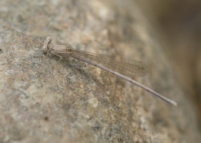 1. Arabicnemis caerulea (Morton, 1929) - Powder Blue Damsel