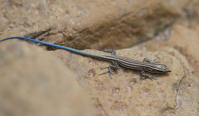 5. Blue-tailed Oman Lizard - Omanosaura cyanura