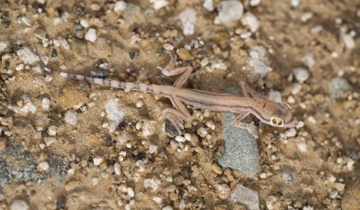 5. Arabian Sand Gecko - Stenodactylus arabicus