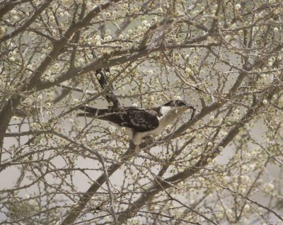 2. Great Spotted Cuckoo - Clamator glandarius