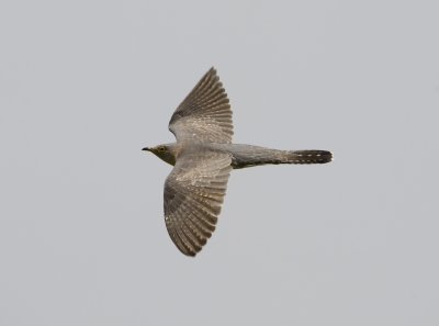1. Common Cuckoo - Cuculus canorus