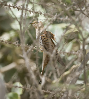 1. Common Cuckoo - Cuculus canorus (rufous form)