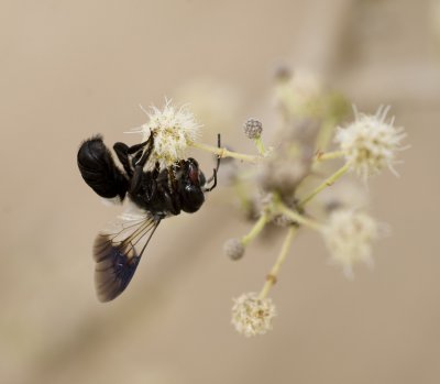 1. Megachile maxillosa (Gurin-Mneville, 1845)