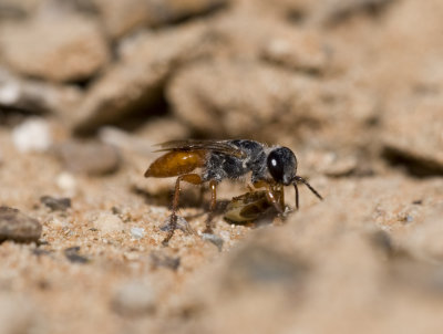 1. Astata cleopatra (Pulawski, 1959) (female)