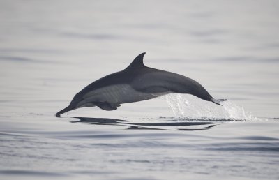 2. Indo-Pacific Common Dolphin - Delphinus delphis tropicalis
