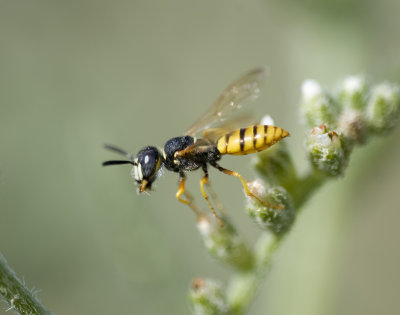 31. Philanthus triangulum (Fabricius, 1775)