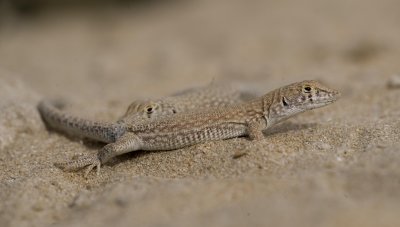 2. Schmidt's fringe-toed Lizard (White-spotted Lizard) - Acanthodactylus schmidti