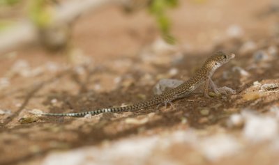 2. Schmidt's fringe-toed Lizard (White-spotted Lizard) - Acanthodactylus schmidti