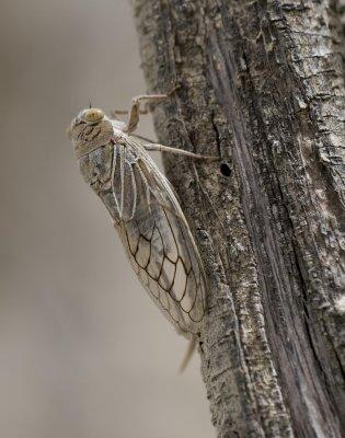 1. Platypleura arabica (Myers, 1928)- Arabian Cicada