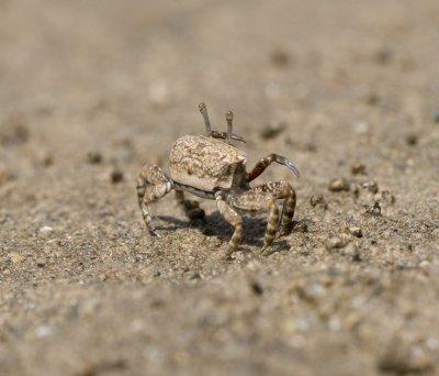 2. Uca annulipes iranica (Pretzmann, 1971)  