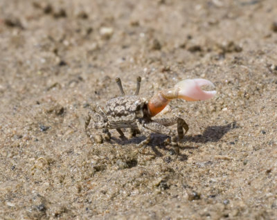 2. Uca annulipes iranica (Pretzmann, 1971)  