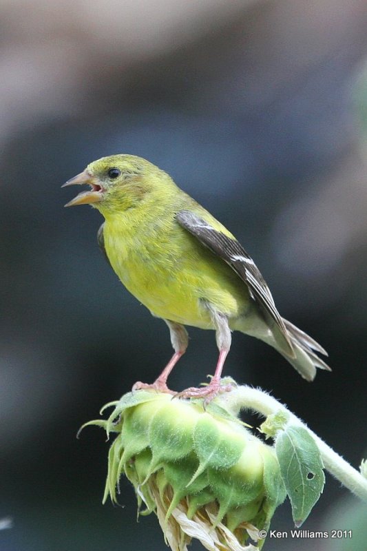 American Goldfinch female, Owasso Yard, Rogers Co, OK, 7-24-11, Ja2 5837.jpg