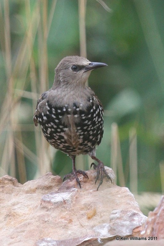 European Starling, Owasso yard, Rogers Co, OK, 9-10-11, Ja 1411.jpg