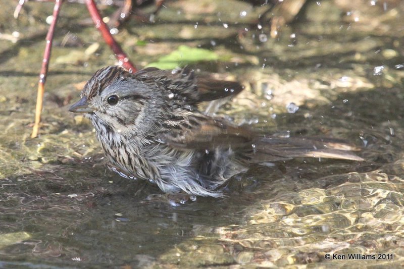 Lincoln's Sparrow, Owasso Yard, Rogers Co, OK, 5-9-11, Ja 1114.jpg