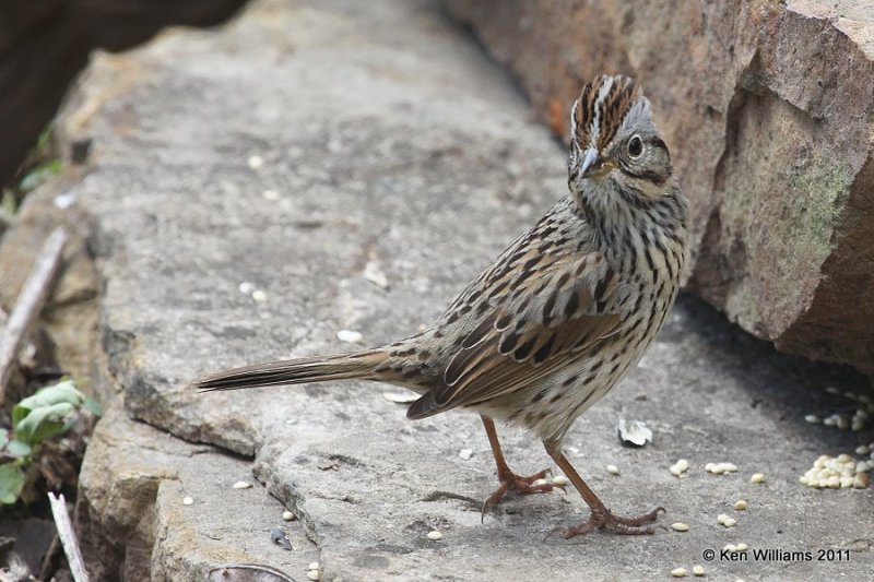 Lincoln's Sparrow, Owasso yard, Rogers Co., OK, 5-15-11, Ja2 1808.jpg