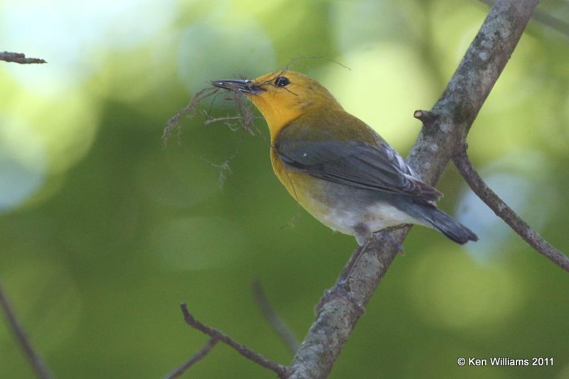 Prothonotary Warbler , Nowata Land, Nowata Co, OK, 5-4-11, Ja 0791.jpg