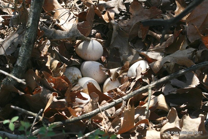 Wild Turkey nest, Nowata Land, Nowata Co, OK, 4-11-11, Ja 6864.jpg