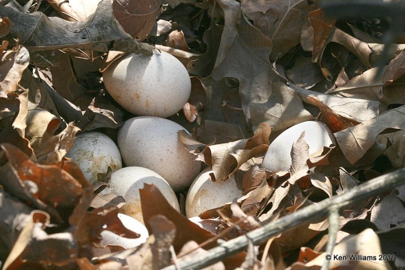 Wild Turkey nest, Nowata Land, Nowata Co, OK, 4-11-11, Ja2 6863.jpg