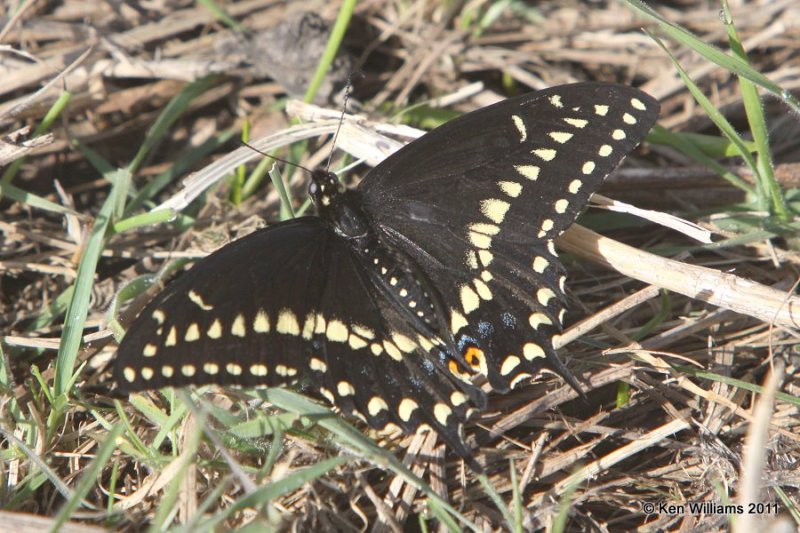 Black Swallowtail, Tall Grass Prairie, Osage Co, OK, 4-1-11, Ja 0383.jpg